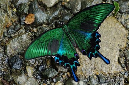 19 Suprapuneri înainte și după transformarea în fluturi