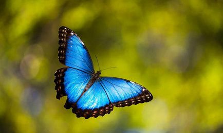 19 Suprapuneri înainte și după transformarea în fluturi