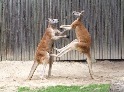 25 Цікавих фактів про кенгуру