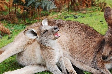 25 érdekes tény a kenguruk