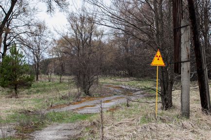 31 Anul după accidentul de la Cernobîl care apare în zona de excludere