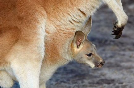 6 Цікавих фактів про кенгуру - навколо світу