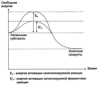 Absolut specificitatea substratului