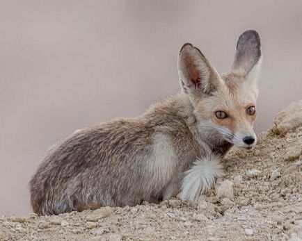 Fox african, fotografie