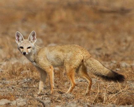 Fox african, fotografie