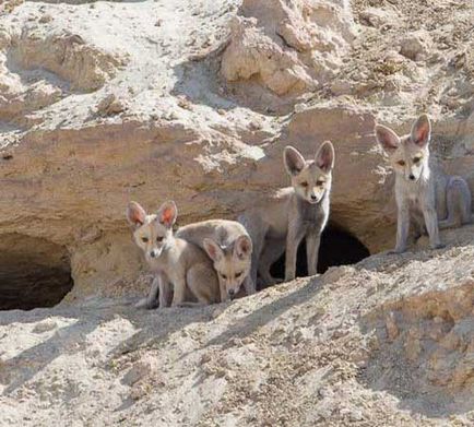 Fox african, fotografie