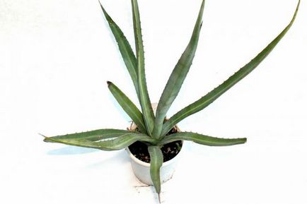 Camera Agave - îngrijire la domiciliu, transplanturi și reproducere