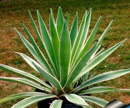 Camera Agave - îngrijire la domiciliu, transplanturi și reproducere