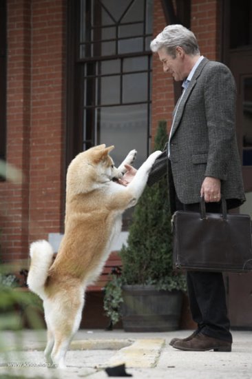 Akita-inu - credincioși până la moartea sa, articole