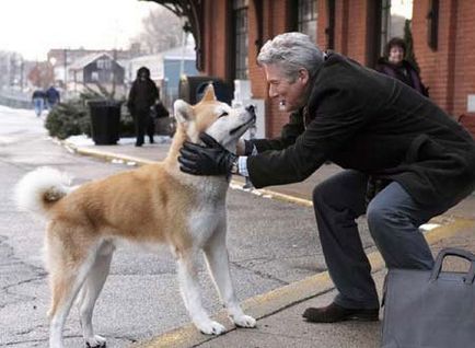 Akita-inu - credincioși până la moartea sa, articole