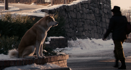 Akita-inu - credincioși până la moartea sa, articole