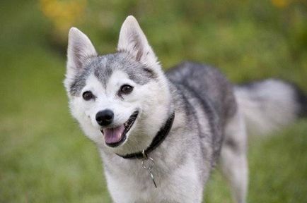 Alaskan Kli-kai (mini-husky) fotografie a câinelui, preț, descrierea rasei, natura, video