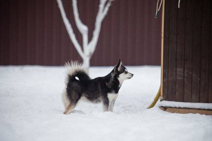 Alaskan Kli-kai (mini-husky) fotografie a câinelui, preț, descrierea rasei, natura, video