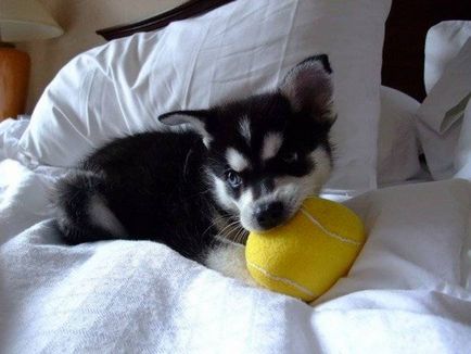 Alaskan Kli-kai (mini-husky) fotografie a câinelui, preț, descrierea rasei, natura, video