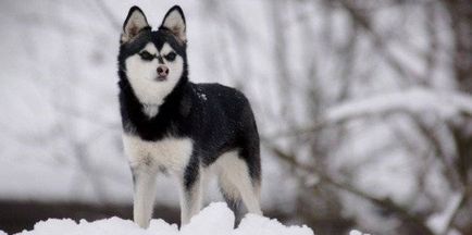 Аляскинский клі-кай (міні-хаскі) фото собаки, ціна, опис породи, характер, відео