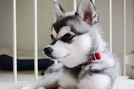 Аляскинский клі-кай (міні-хаскі) фото собаки, ціна, опис породи, характер, відео
