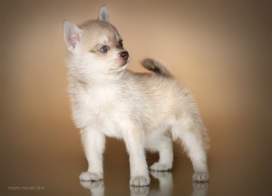 Alaskan Kli-kai (mini husky) - descriere, fotografie, preț, 