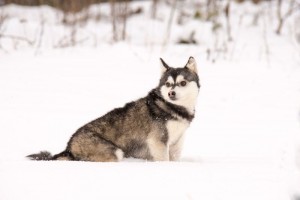 Alaskan Kli-kai (mini husky) - descriere, fotografie, preț, 