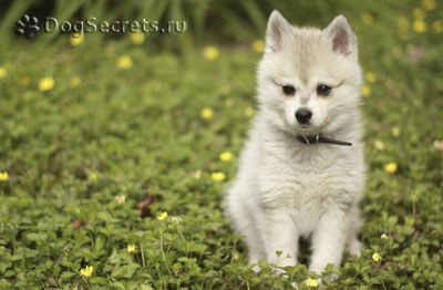 Calea din Alaska (mini husky) descrie rasa, fotografia, prețul căței, unde să cumpere