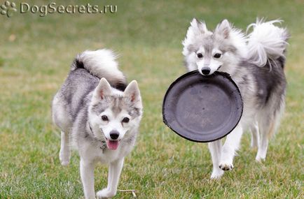 Calea din Alaska (mini husky) descrie rasa, fotografia, prețul căței, unde să cumpere