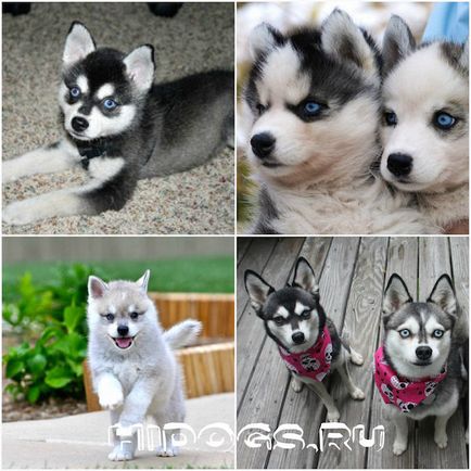 Clipul din Alaska este tot ce trebuie să știți despre mini husky (foto)