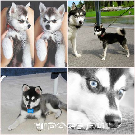 Alaszkai Klee Kai annyit kell tudni Mini Husky (fotó)