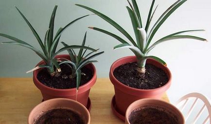 Îngrijirea și reproducerea ananasului la domiciliu