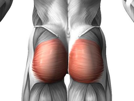 Anatomia feselor, corpul bombelor