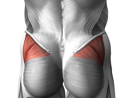 Anatomia feselor, corpul bombelor