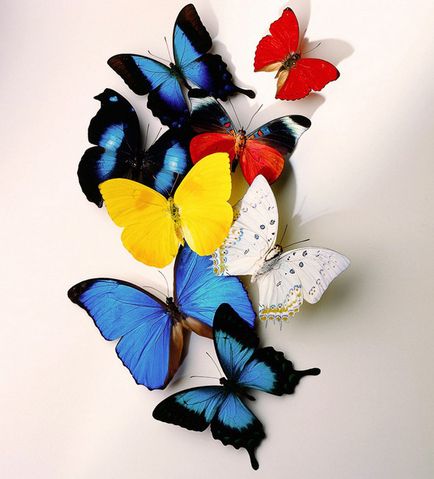 Ah, ezek a pillangók! Magnificent dekoráció a ház saját kezével, egy fillért sem