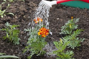 Marigolds - fotografii și sfaturi despre amenajarea de flori pe patul de flori