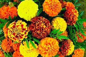 Marigolds - fotografii și sfaturi despre amenajarea de flori pe patul de flori