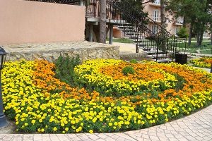 Marigolds - fotografii și sfaturi despre amenajarea de flori pe patul de flori