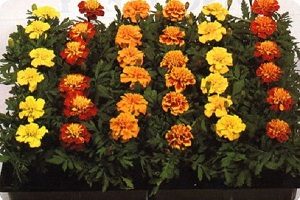 Marigolds - fotografii și sfaturi despre amenajarea de flori pe patul de flori