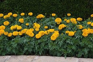 Marigolds - fotografii și sfaturi despre amenajarea de flori pe patul de flori