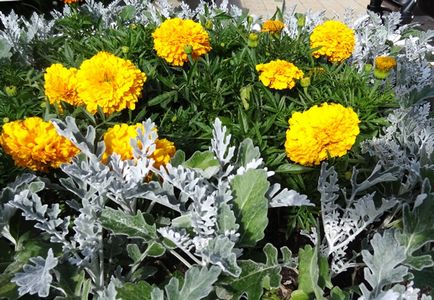 Marigolds și tagetis (cu fotografie) descriere, soiuri, specii, aplicare, cultivare și plantare ✿