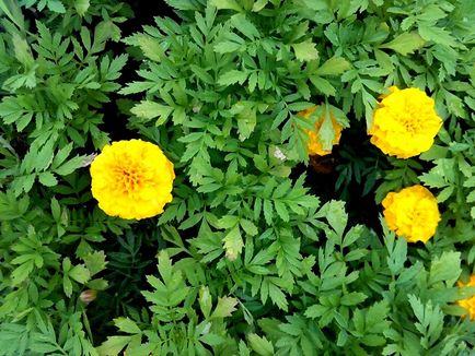 Marigolds și tagetis (cu fotografie) descriere, soiuri, specii, aplicare, cultivare și plantare ✿