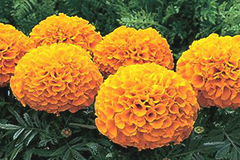 Marigolds (tagetes)