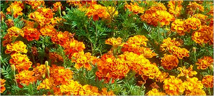 Marigolds (tagetes)