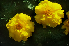 Marigolds (tagetes)