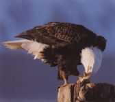 Білоголовий орлан (птах)