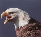 Bald Eagle (baromfi)