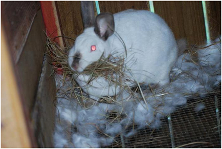 Вагітність і окот кроликів - терміни виношування і інші особливості