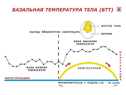 Zile favorabile pentru concepție, semne ale mucusului fetal, temperatură, poziție cervicală