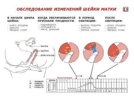 Zile favorabile pentru concepție, semne ale mucusului fetal, temperatură, poziție cervicală