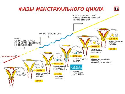 Сприятливі дні для зачаття, ознаки плідності слиз, температура, положення шийки матки