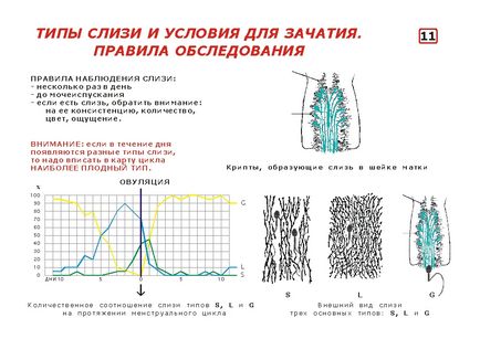 Сприятливі дні для зачаття, ознаки плідності слиз, температура, положення шийки матки