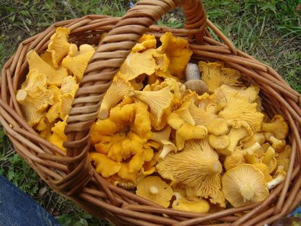 O recoltă bogată de chanterelles într-o seră