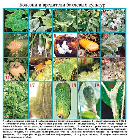 Хвороби і шкідники огірків на