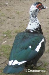 Betegségek kacsák - selyanochka - portál a gazdálkodók, a mezőgazdaság, az állattenyésztés, baromfi, (módszerek) Betegségek kacsa - selyanochka - portál a gazdálkodók számára, a mezőgazdaság, az állattenyésztés, baromfi,